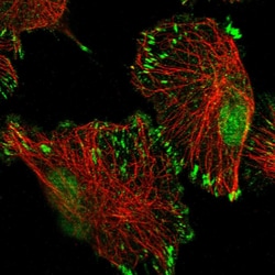 Invitrogen TATDN3 Polyclonal Antibody 100 &mu;L; Unconjugated:Antibodies,
