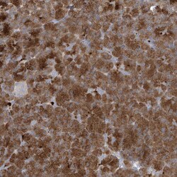 Invitrogen NAV3 Polyclonal Antibody 100 &mu;L; Unconjugated:Antibodies,