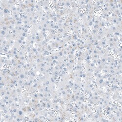 Invitrogen FAM161A Polyclonal Antibody 100 &mu;L; Unconjugated:Antibodies,