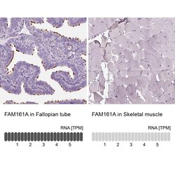 Invitrogen FAM161A Polyclonal Antibody 100 &mu;L; Unconjugated:Antibodies,