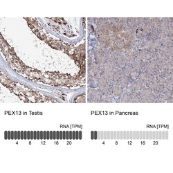 Invitrogen PEX13 Polyclonal Antibody 100 &mu;L; Unconjugated:Antibodies,