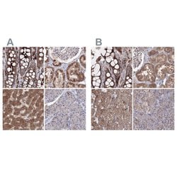 Invitrogen PEX13 Polyclonal Antibody 100 &mu;L; Unconjugated:Antibodies,