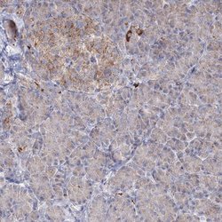 Invitrogen PEX13 Polyclonal Antibody 100 &mu;L; Unconjugated:Antibodies,