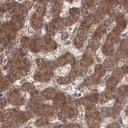 Invitrogen PEX13 Polyclonal Antibody 100 &mu;L; Unconjugated:Antibodies,