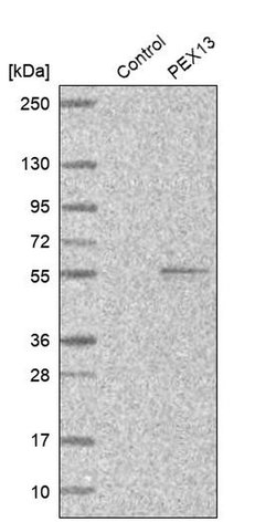 Invitrogen PEX13 Polyclonal Antibody 100 &mu;L; Unconjugated:Antibodies,