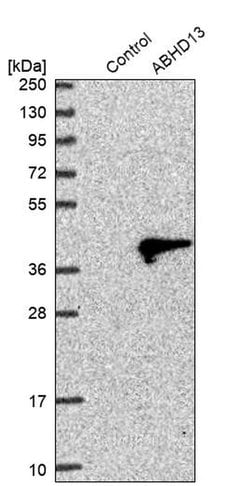Invitrogen ABHD13 Polyclonal Antibody 100 &mu;L; Unconjugated:Antibodies,