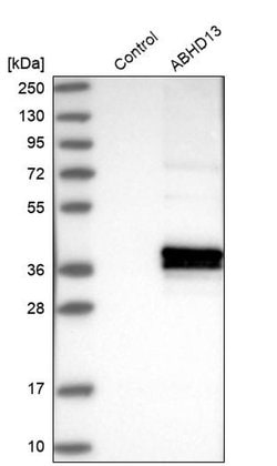 Invitrogen ABHD13 Polyclonal Antibody 100 &mu;L; Unconjugated:Antibodies,