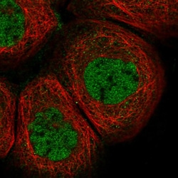Invitrogen LDB1 Polyclonal Antibody 100 &mu;L; Unconjugated:Antibodies,