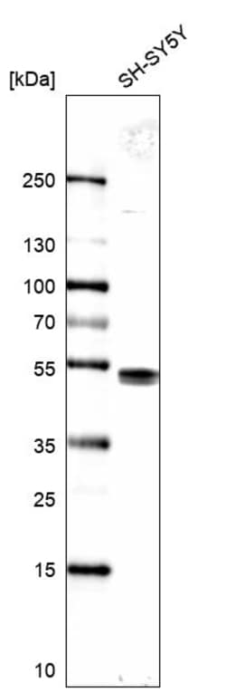 Invitrogen LDB1 Polyclonal Antibody 100 &mu;L; Unconjugated:Antikroppar