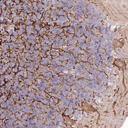 Invitrogen EFHC2 Polyclonal Antibody 100 &mu;L; Unconjugated:Antibodies,