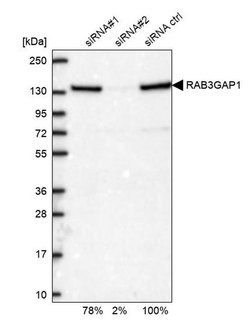 Invitrogen RAB3GAP1 Polyclonal Antibody 100 &mu;L; Unconjugated:Antibodies,
