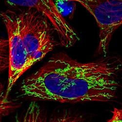 Invitrogen COX5B Polyclonal Antibody 100 &mu;L; Unconjugated:Antibodies,