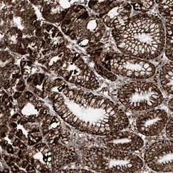 Invitrogen COX5B Polyclonal Antibody 100 &mu;L; Unconjugated:Antibodies,