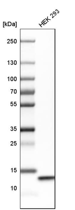 Invitrogen COX5B Polyclonal Antibody 100 &mu;L; Unconjugated:Antibodies,