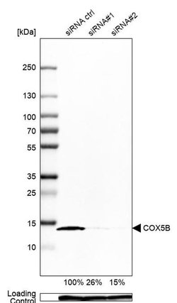 Invitrogen COX5B Polyclonal Antibody 100 &mu;L; Unconjugated:Antibodies,