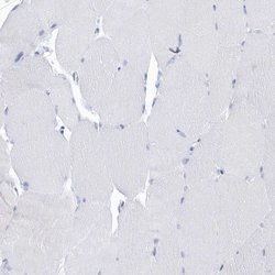 Invitrogen PTPRO Polyclonal Antibody 100 &mu;L; Unconjugated:Antibodies,