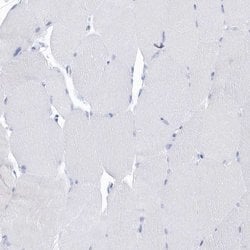 Invitrogen PTPRO Polyclonal Antibody 100 &mu;L; Unconjugated:Antibodies,