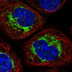 Invitrogen SAMM50 Polyclonal Antibody 100 &mu;L; Unconjugated:Antibodies,