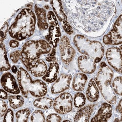 Invitrogen SAMM50 Polyclonal Antibody 100 &mu;L; Unconjugated:Antibodies,
