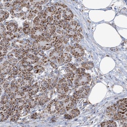 Invitrogen SAMM50 Polyclonal Antibody 100 &mu;L; Unconjugated:Antibodies,