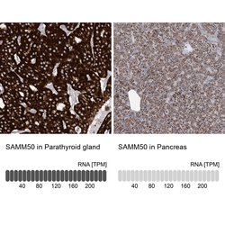 Invitrogen SAMM50 Polyclonal Antibody 100 &mu;L; Unconjugated:Antibodies,