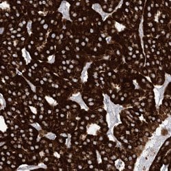 Invitrogen SAMM50 Polyclonal Antibody 100 &mu;L; Unconjugated:Antibodies,