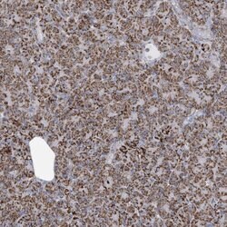 Invitrogen SAMM50 Polyclonal Antibody 100 &mu;L; Unconjugated:Antibodies,