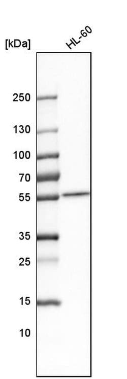 Invitrogen SAMM50 Polyclonal Antibody 100 &mu;L; Unconjugated:Antibodies,