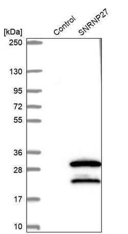 Invitrogen SNRNP27 Polyclonal Antibody 100 &mu;L; Unconjugated:Antibodies,