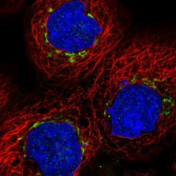 Invitrogen MAN1A2 Polyclonal Antibody 100 &mu;L; Unconjugated:Antibodies,