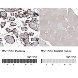 Invitrogen MAN1A2 Polyclonal Antibody 100 &mu;L; Unconjugated:Antibodies,