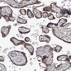Invitrogen MAN1A2 Polyclonal Antibody 100 &mu;L; Unconjugated:Antibodies,
