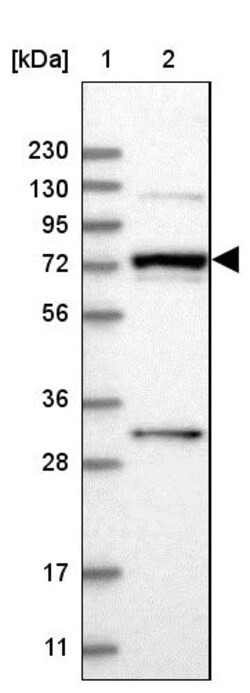 Invitrogen MAN1A2 Polyclonal Antibody 100 &mu;L | Buy Online | Invitrogen&trade; | Fisher Scientific