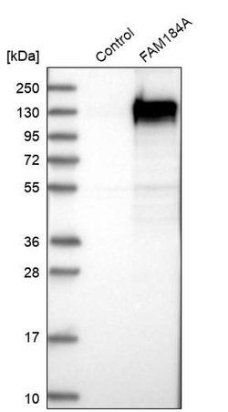 Invitrogen FAM184A Polyclonal Antibody 100 &mu;L; Unconjugated:Antibodies,