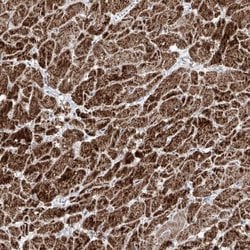 Invitrogen NDUFB3 Polyclonal Antibody 100 &mu;L | Buy Online | Invitrogen&trade; | Fisher Scientific