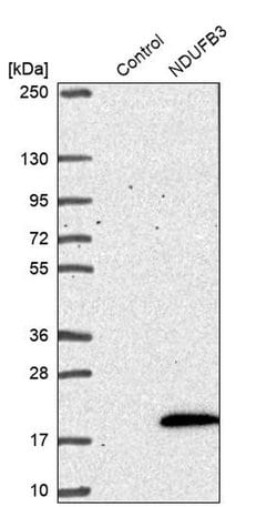Invitrogen NDUFB3 Polyclonal Antibody 100 &mu;L | Buy Online | Invitrogen&trade; | Fisher Scientific