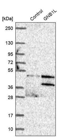 GNB1L Polyclonal Antibody, Invitrogen 100 &mu;L; Unconjugated:Antibodies,
