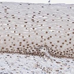 Invitrogen APLF Polyclonal Antibody 100 &mu;L | Buy Online | Invitrogen&trade; | Fisher Scientific