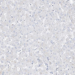 Invitrogen C2orf18 Polyclonal Antibody 100 μL; Unconjugated:Antibodies,