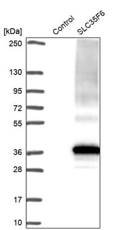 Invitrogen C2orf18 Polyclonal Antibody 100 μL; Unconjugated:Antibodies,