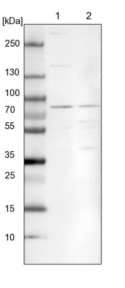 Invitrogen CPSF3 Polyclonal Antibody 100 &mu;L; Unconjugated:Antibodies,