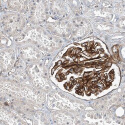 Invitrogen TENC1 Polyclonal Antibody 100 &mu;L; Unconjugated:Antibodies,