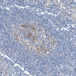 Invitrogen TENC1 Polyclonal Antibody 100 &mu;L; Unconjugated:Antibodies,