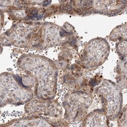 Cyclin G2 Rabbit anti-Human, Polyclonal, Invitrogen 100 &mu;L; Unconjugated:Antibodies,