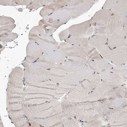 Cyclin G2 Rabbit anti-Human, Polyclonal, Invitrogen 100 &mu;L; Unconjugated:Antibodies,