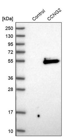 Cyclin G2 Rabbit anti-Human, Polyclonal, Invitrogen 100 &mu;L; Unconjugated:Antibodies,