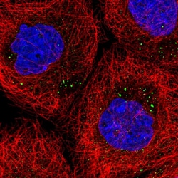 Invitrogen SCRN3 Polyclonal Antibody 100 μL; Unconjugated:Antibodies,
