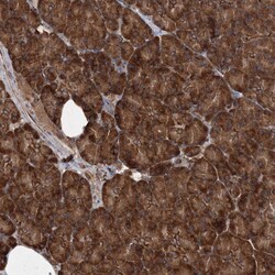 Invitrogen SCRN3 Polyclonal Antibody 100 μL; Unconjugated:Antibodies,