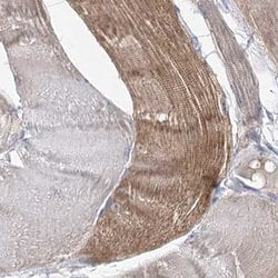 Invitrogen UGP2 Polyclonal Antibody 100 &mu;L; Unconjugated:Antibodies,
