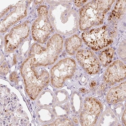 Invitrogen FAM82A1 Polyclonal Antibody 100 &mu;L; Unconjugated:Antibodies,